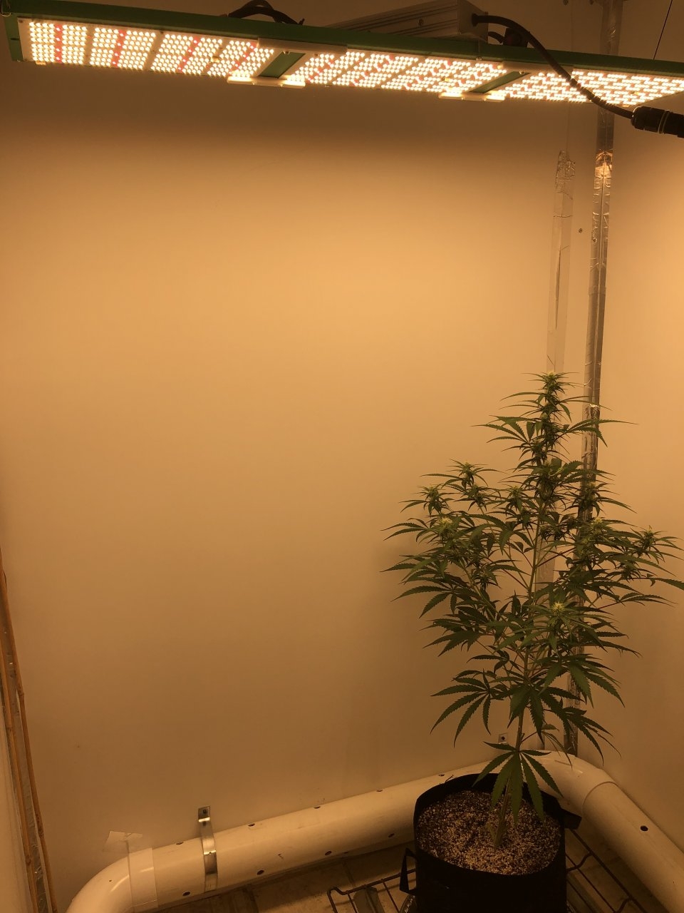 Hindu Kush flowering