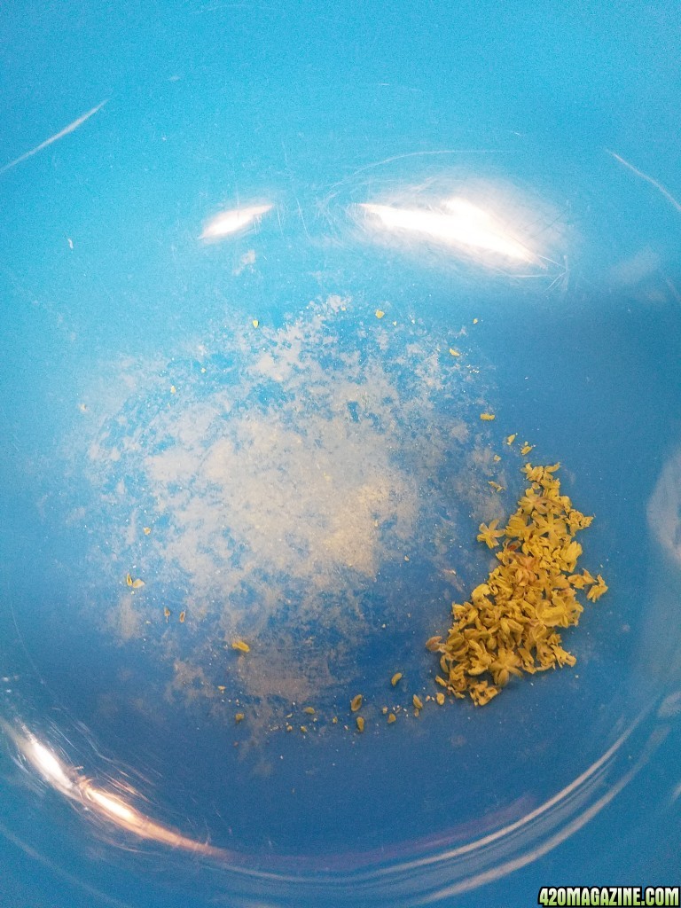 Hindu kush pollen