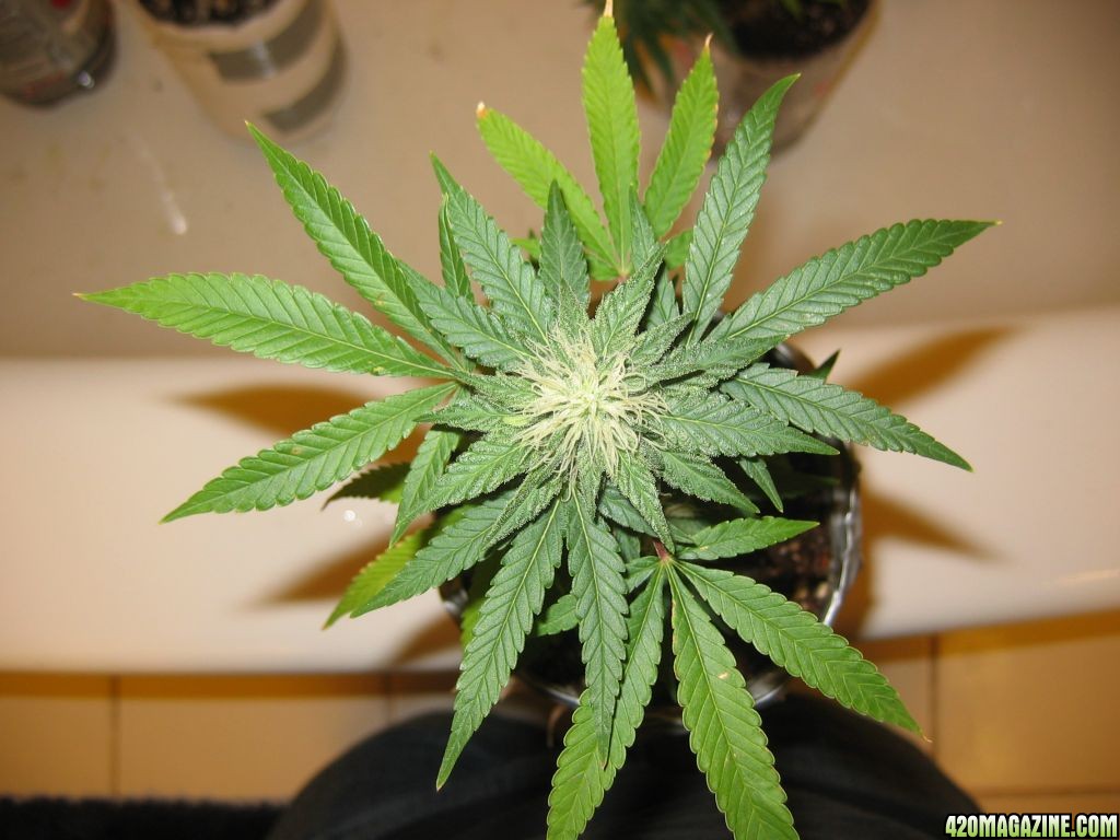 Hindu Skunk 2/8/09