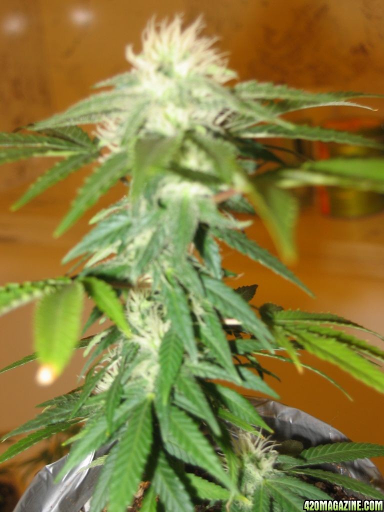 Hindu Skunk 2/8/09