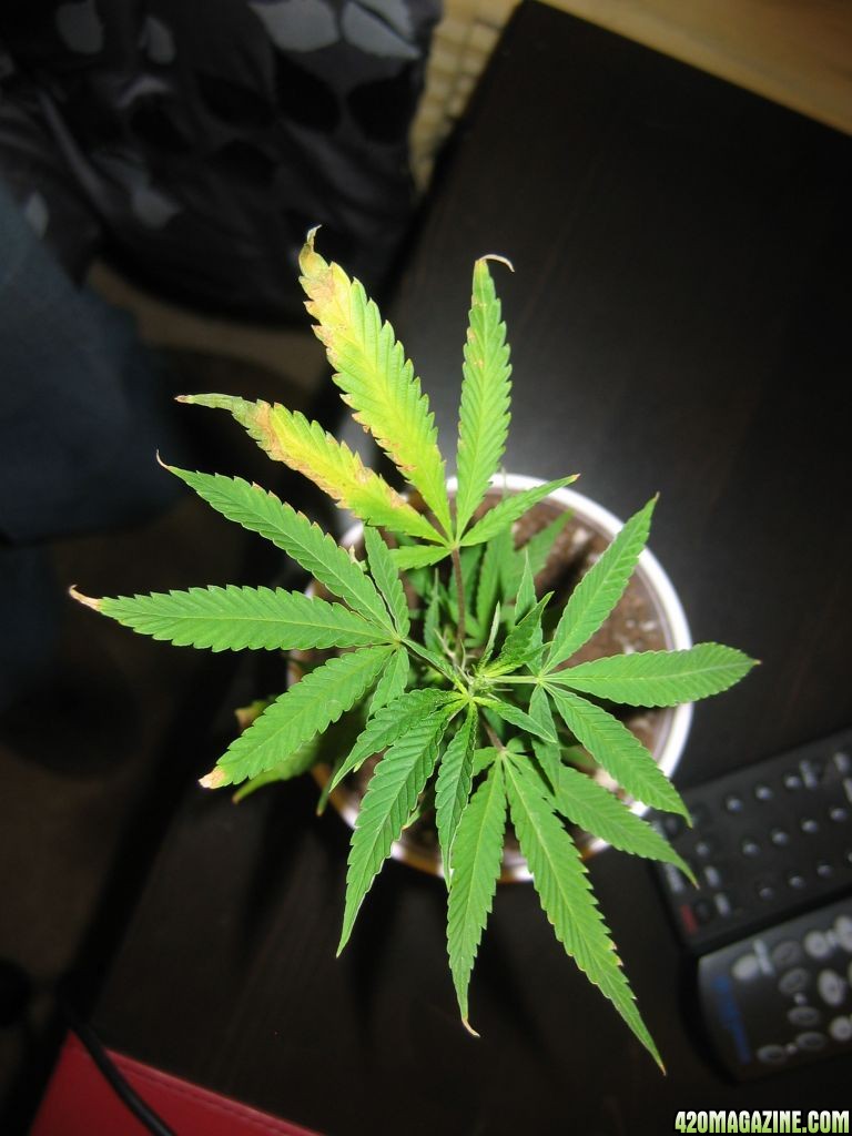 hindu skunk