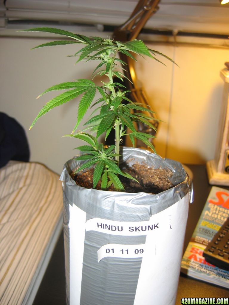 Hindu Skunk