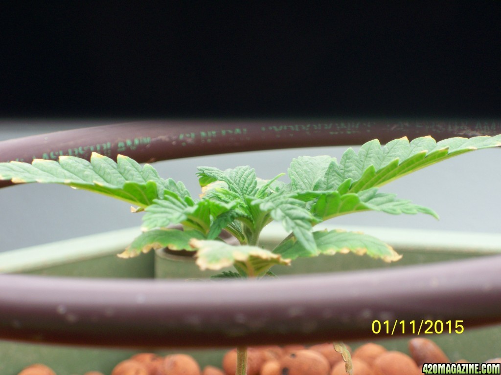 History of my first grow (Wonder Woman)