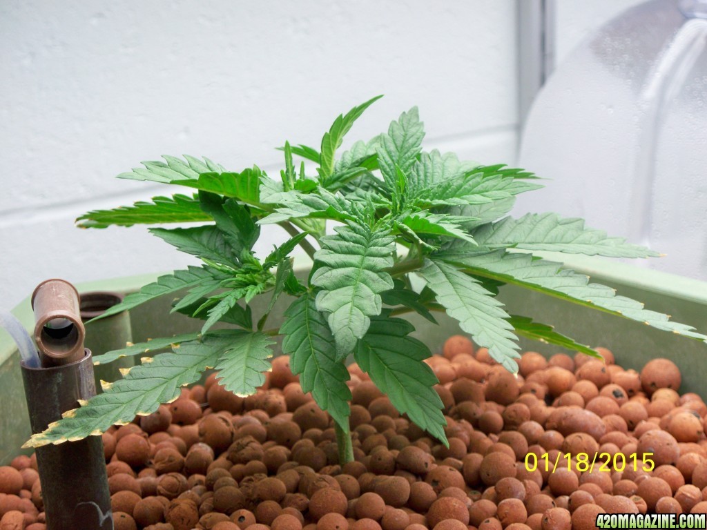 History of my first grow (Wonder Woman)