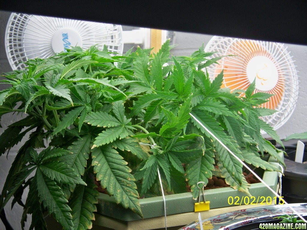 History of my first grow (Wonder Woman)