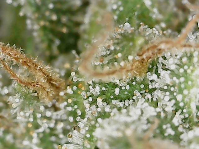 HL 6-10-24 F71 trichs (2).jpg