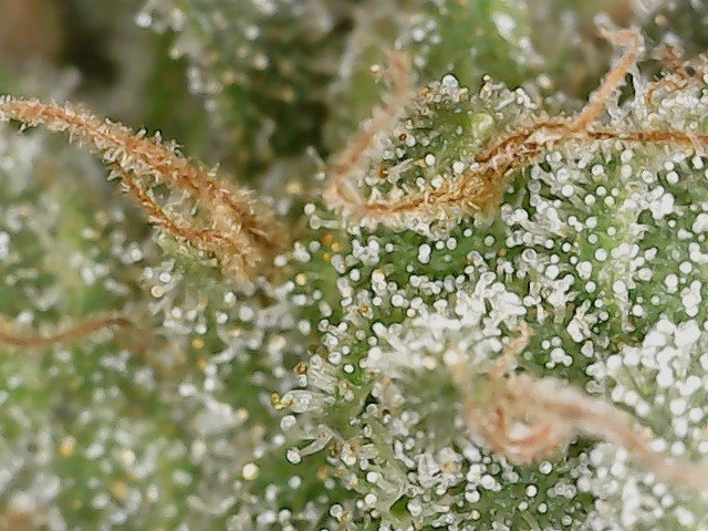 HL 6-10-24 F71 trichs (3).jpg