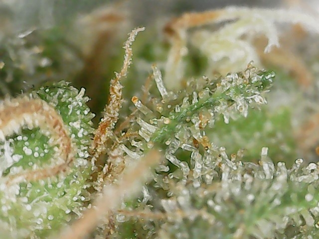 HL 6-10-24 F71 trichs (4).jpg