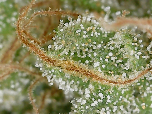 HL 6-10-24 F71 trichs (5).jpg