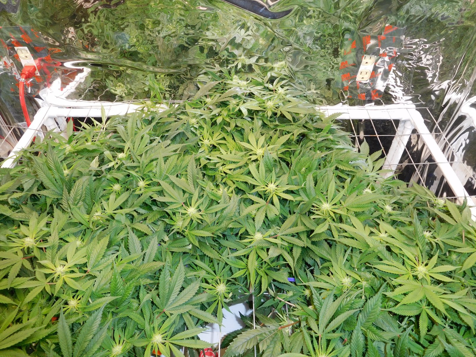 HMW Day 17 flower (3).JPG