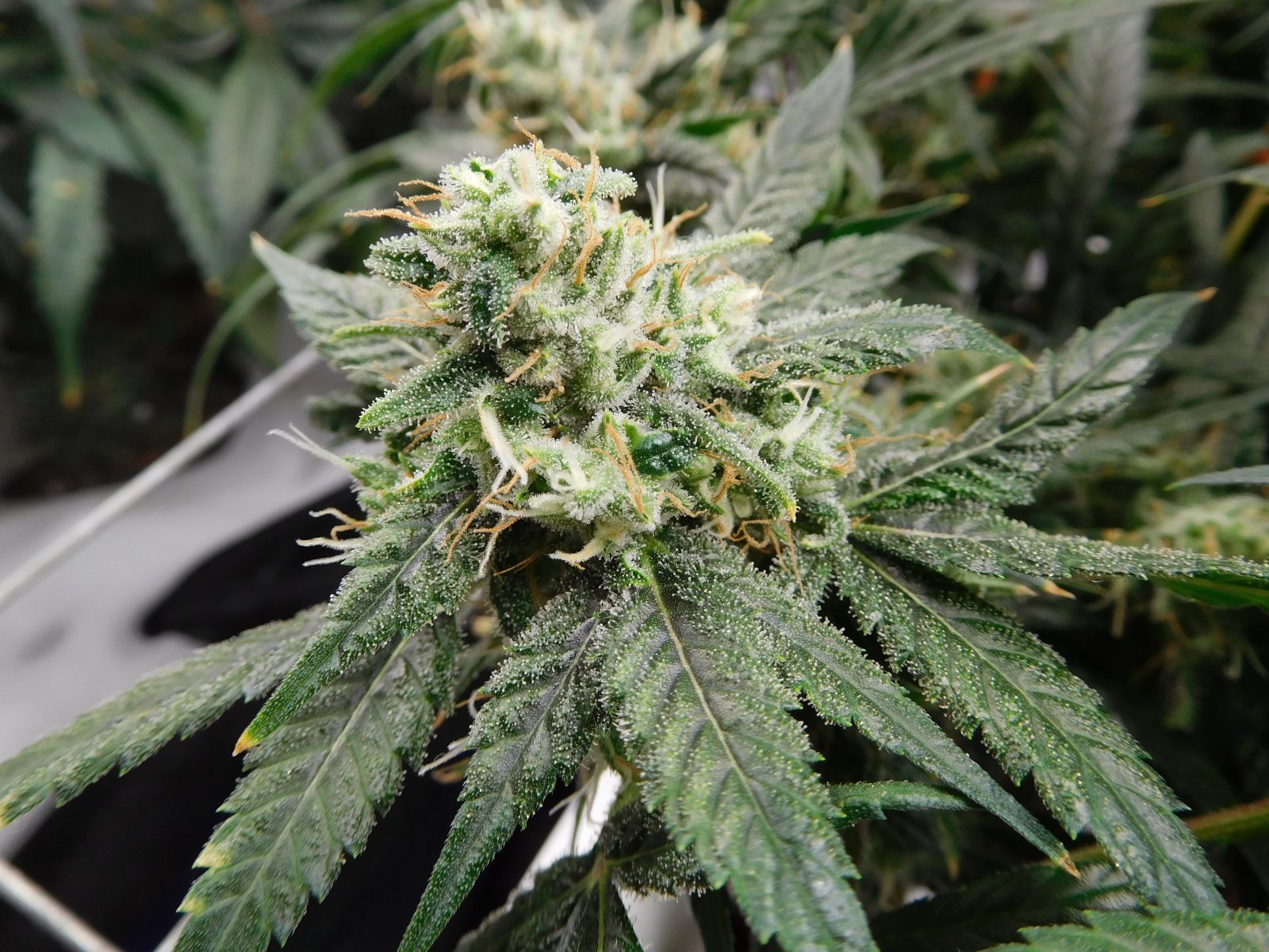 HMW Day 45 flower (6).JPG