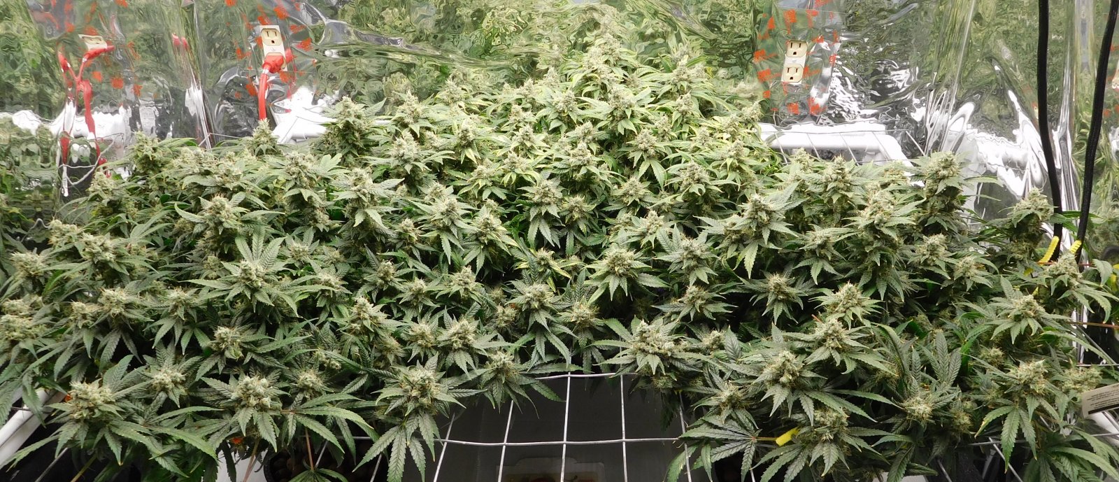 HMW Day 48 flower (11).JPG