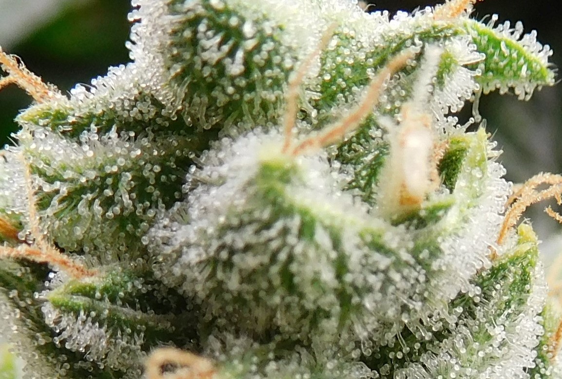 HMW Day 48 flower (16).JPG