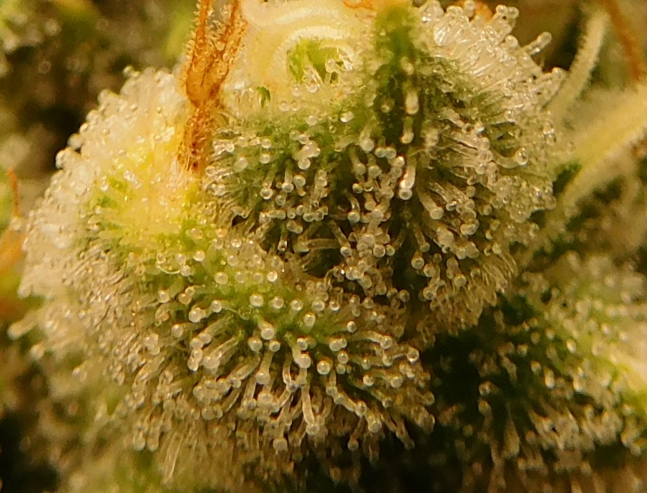 HMW Day 52 flower (35).JPG