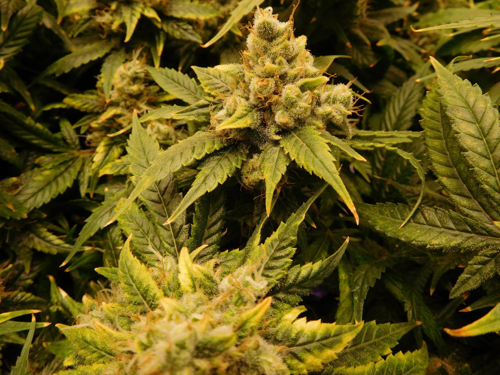 HMW Day 52 flower (37).JPG