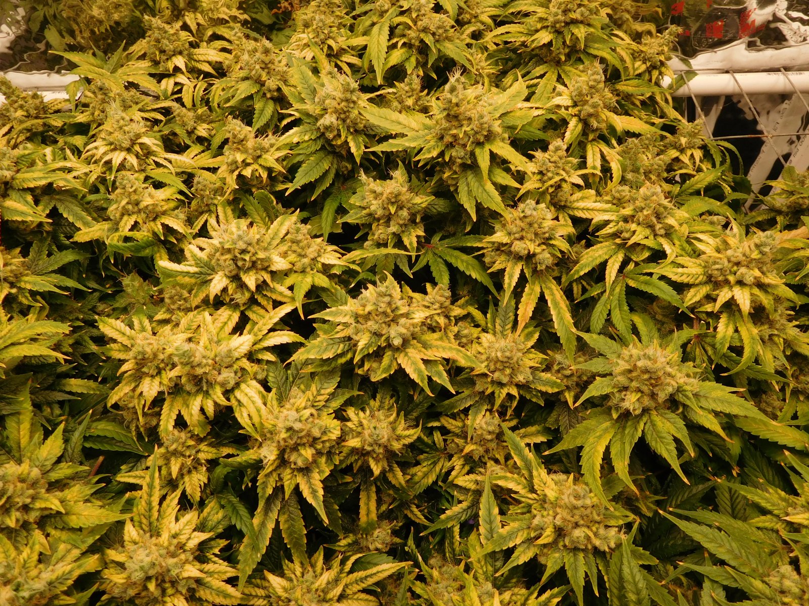 HMW Day 62 flower (4).JPG