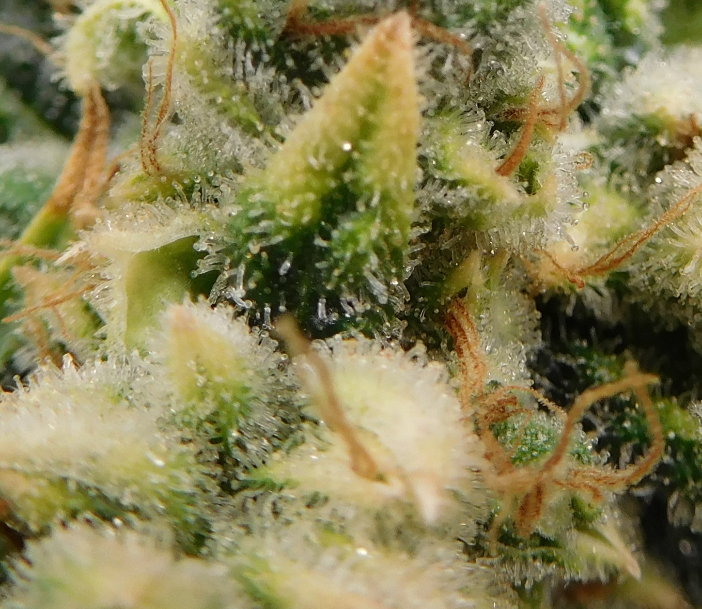 HMW Day 67 flower (9).JPG