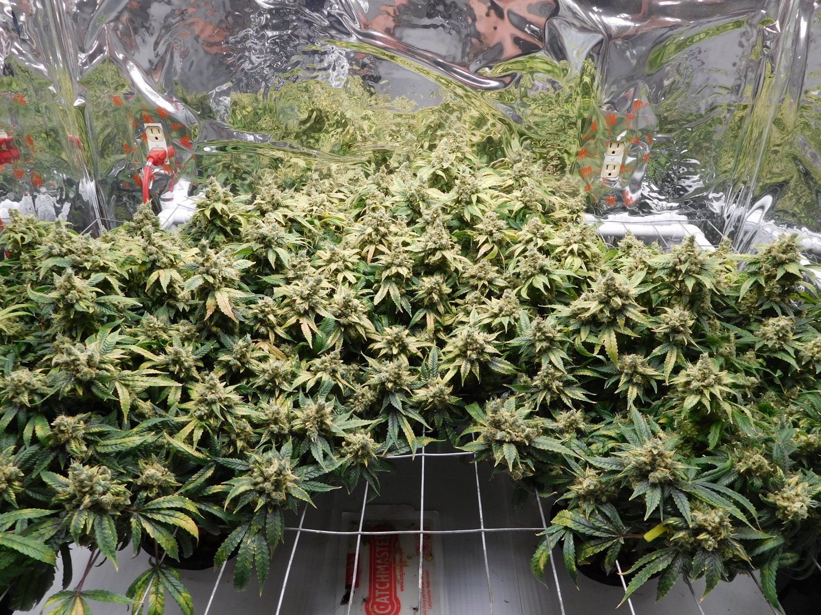 HMW Day 70 Harvest (1).JPG