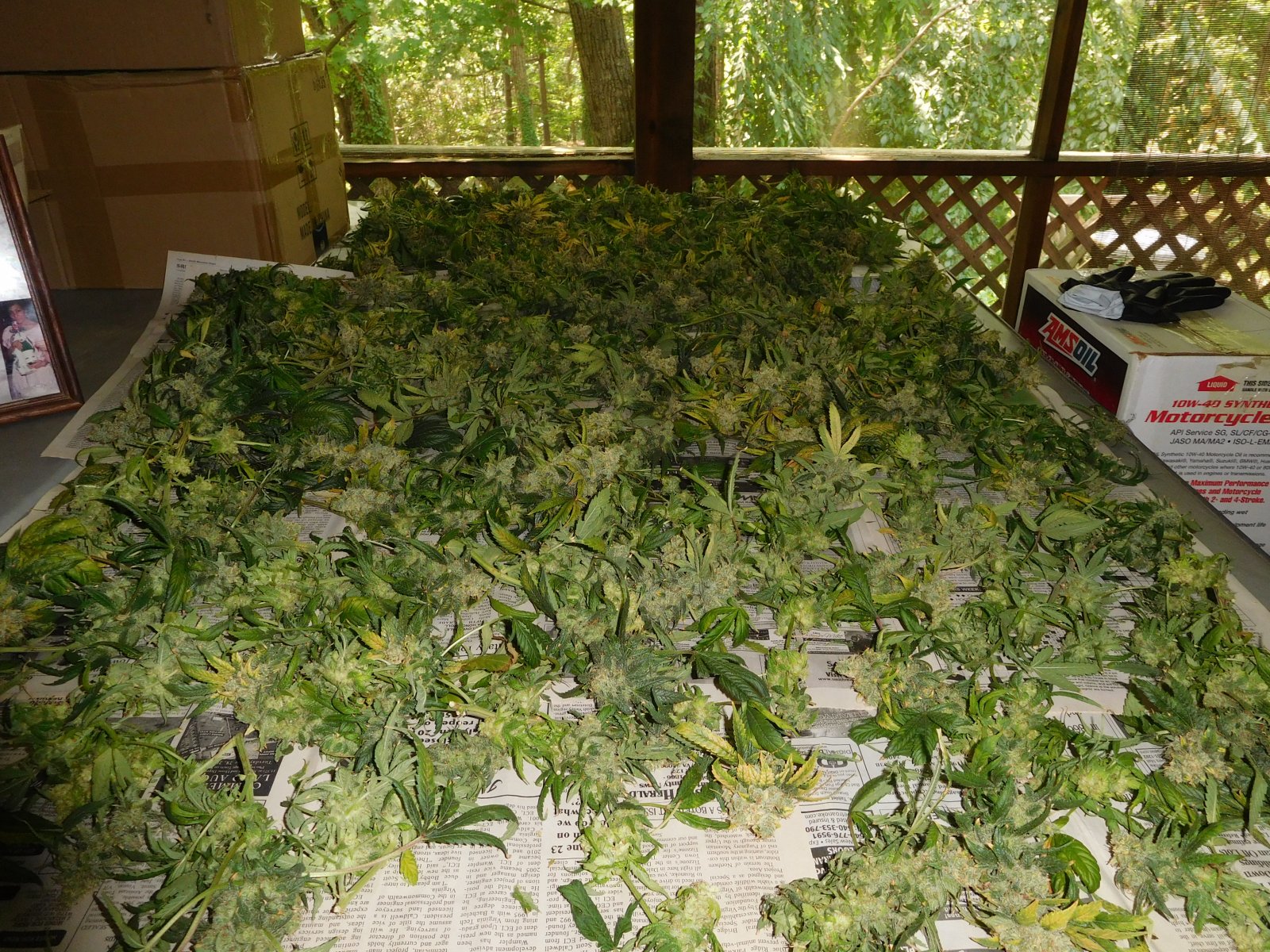 HMW Day 70 Harvest (12).JPG