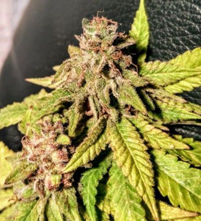 Holy Smoke female cannabiseeds Banana marijuana