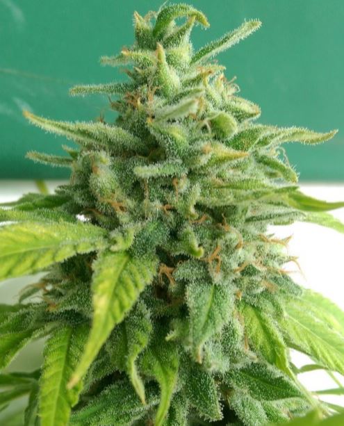 Holy Smoke female cannabiseeds regular seeds