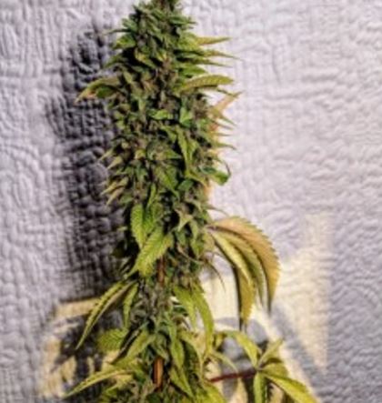 Holy Smoke female cannabiseeds regular seeds