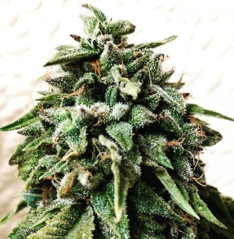 Holy Smoke female cannabiseeds regular seeds