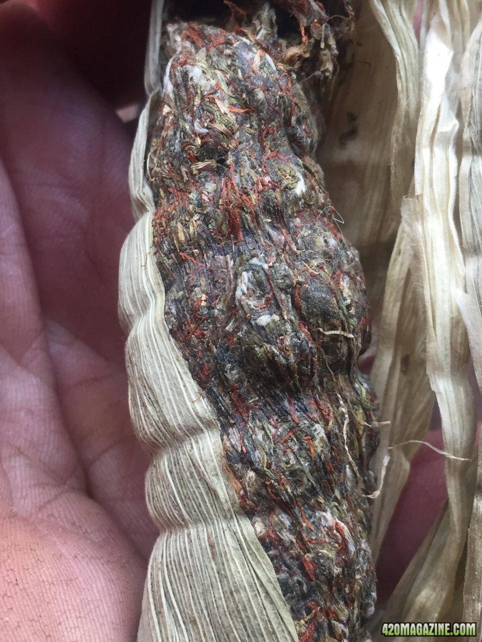 Honduras cob