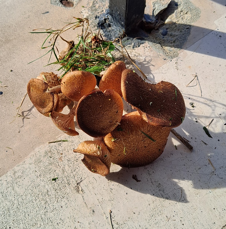 Honey Mushrooms 10-05-23.jpg