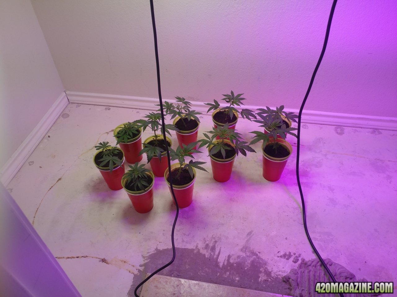 Hopefully safe Dark Plasma, Jack Herer and Amnesia OG clones