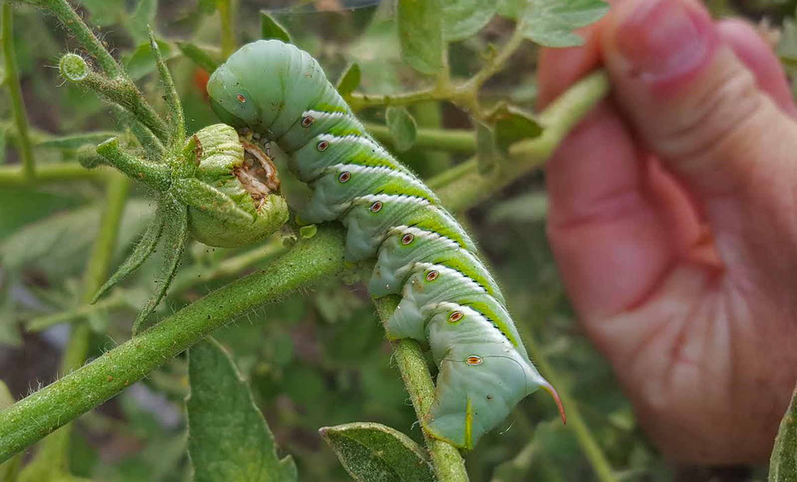 hornworm.png