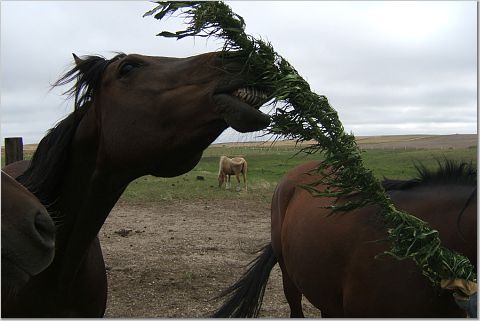 horsehemp