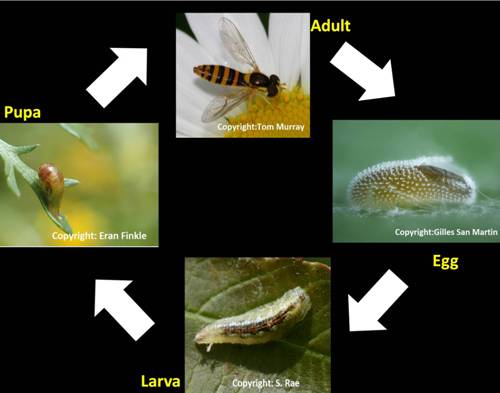 Hoverfly lifecycle