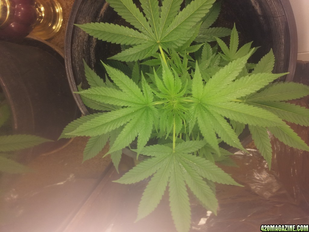 How does my plant look?