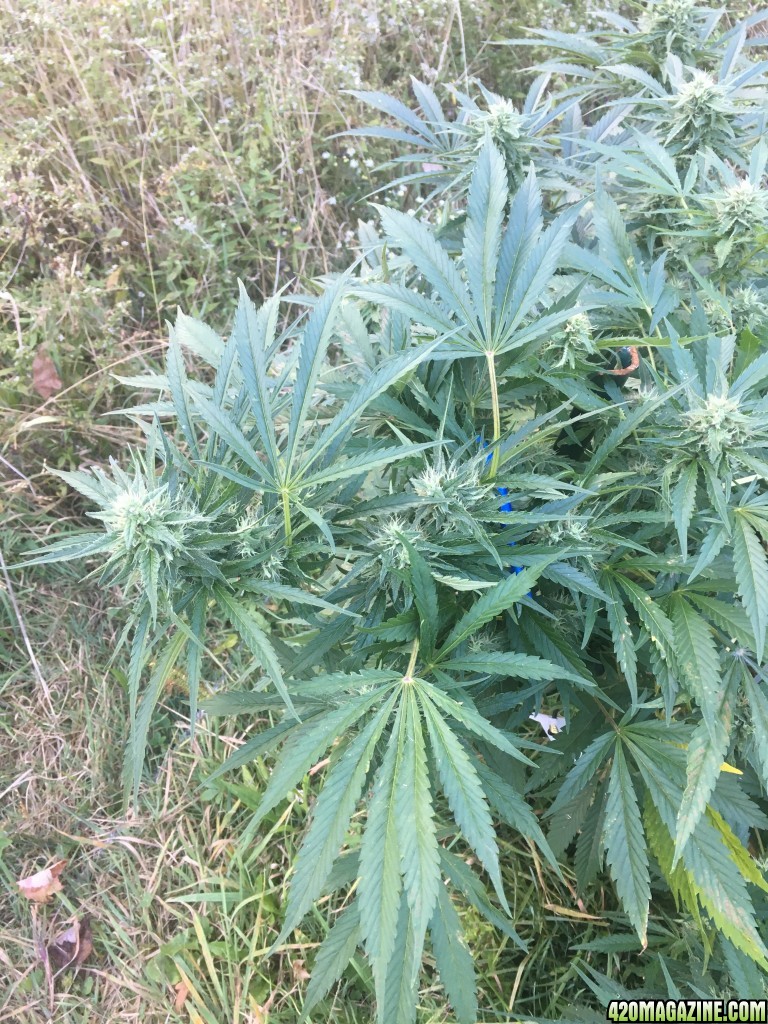 How long til harvest