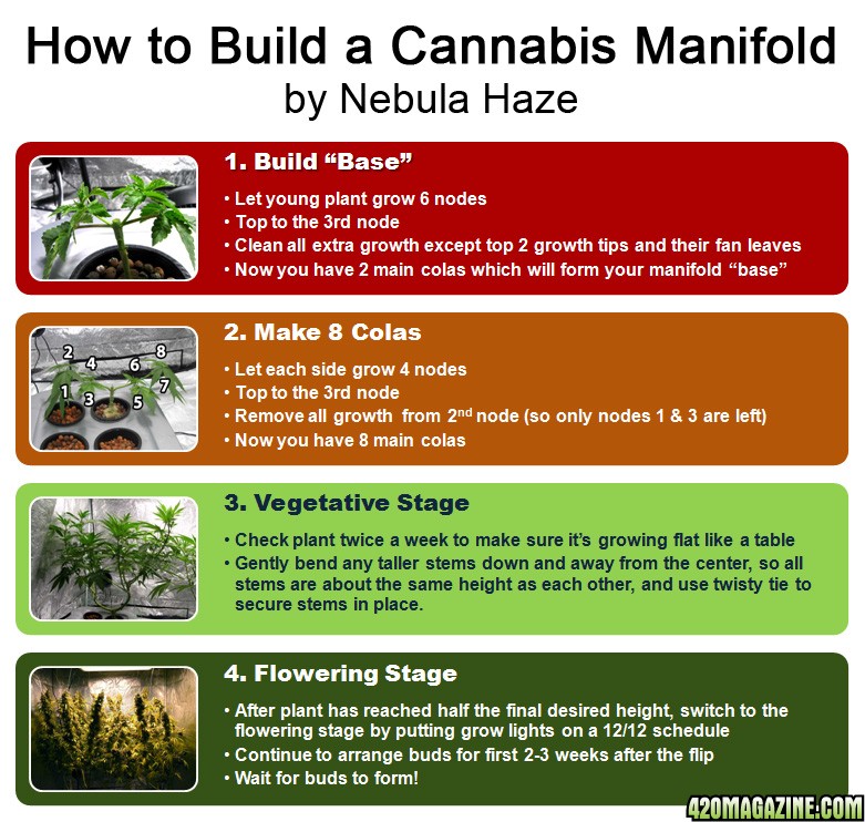 how-to-build-cannabis-manifold-nebula