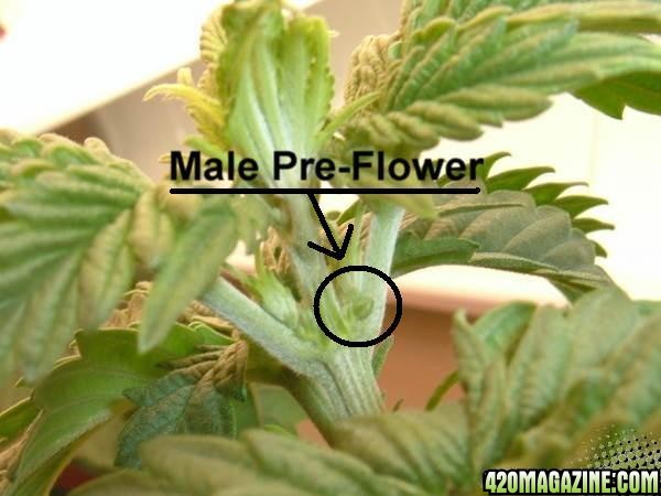 How To Determine Sex With Pre-Flowers