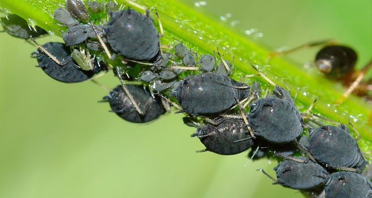 how-to-get-rid-of-aphids.jpg