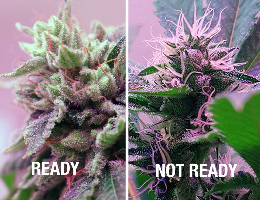 how-to-tell-a-marijuana-plant-is-ready-to-harvest-c62052097c07fb01.jpg