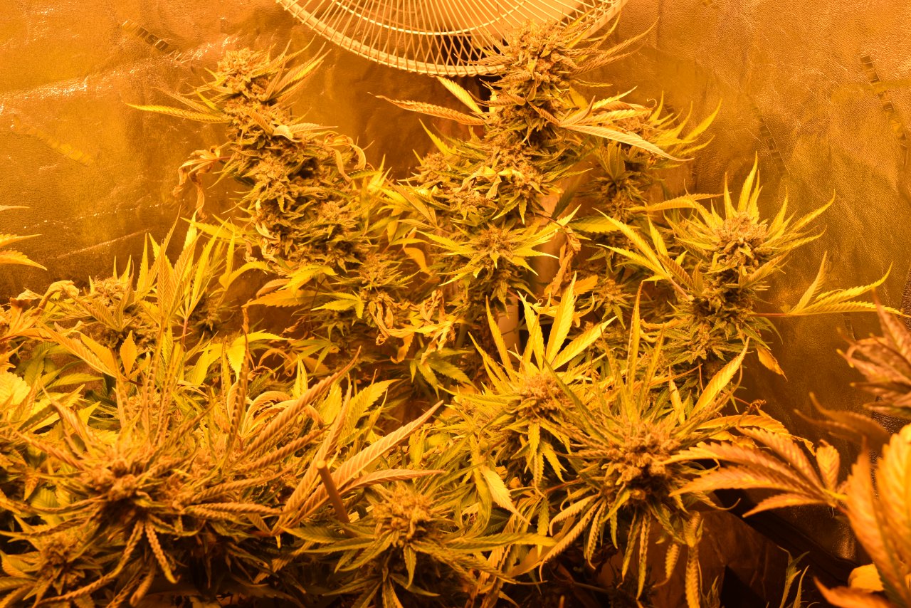 HP_plant_day51.JPG