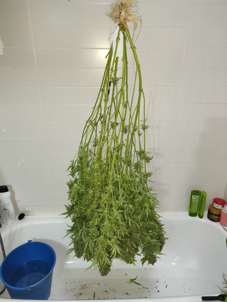 Hulkberry - day 68 of flower - Harvest - 6.jpg