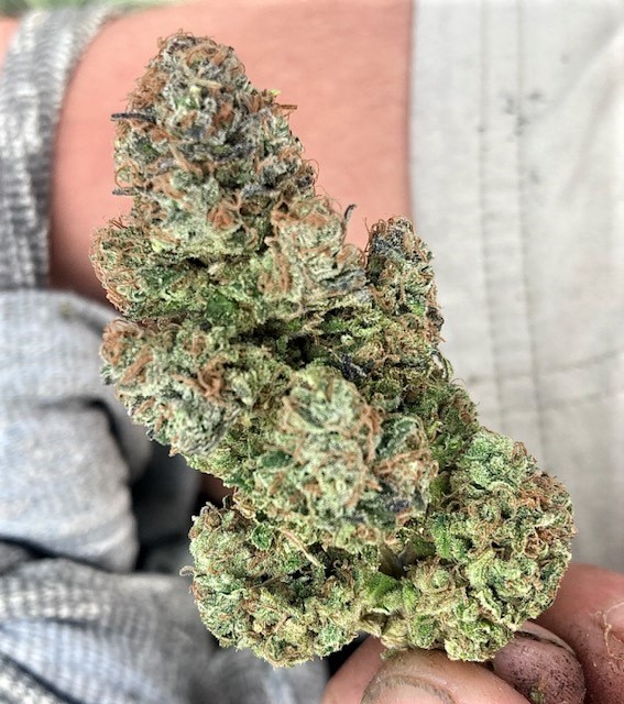 Hulkberry finished bud.jpg