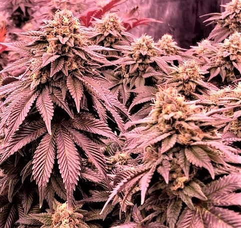 HulkBerry Auto – Bruce Banner Strain Cannabis Seeds - Royal Queen Seeds USA