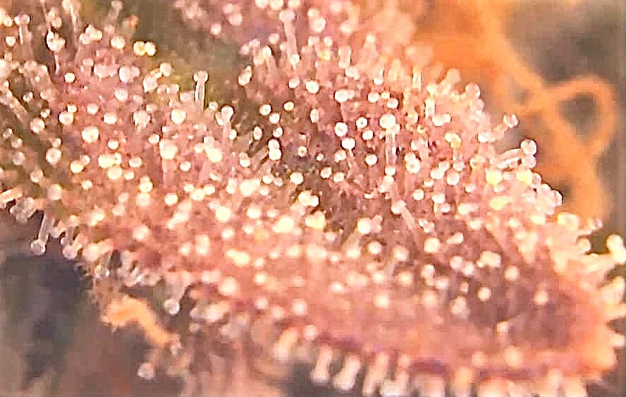 Hulkberry trichs 11 19.jpg