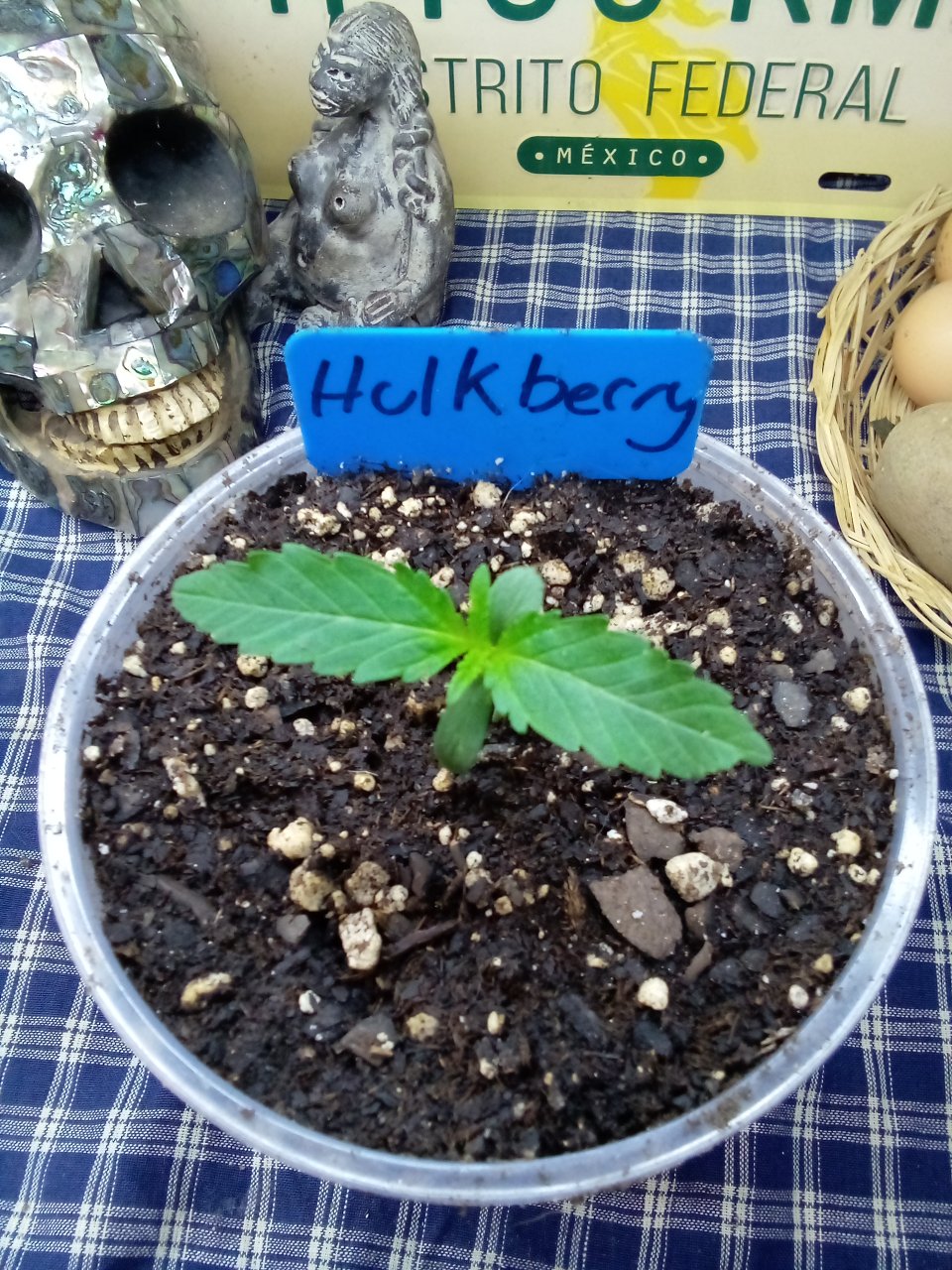 HulkBerry