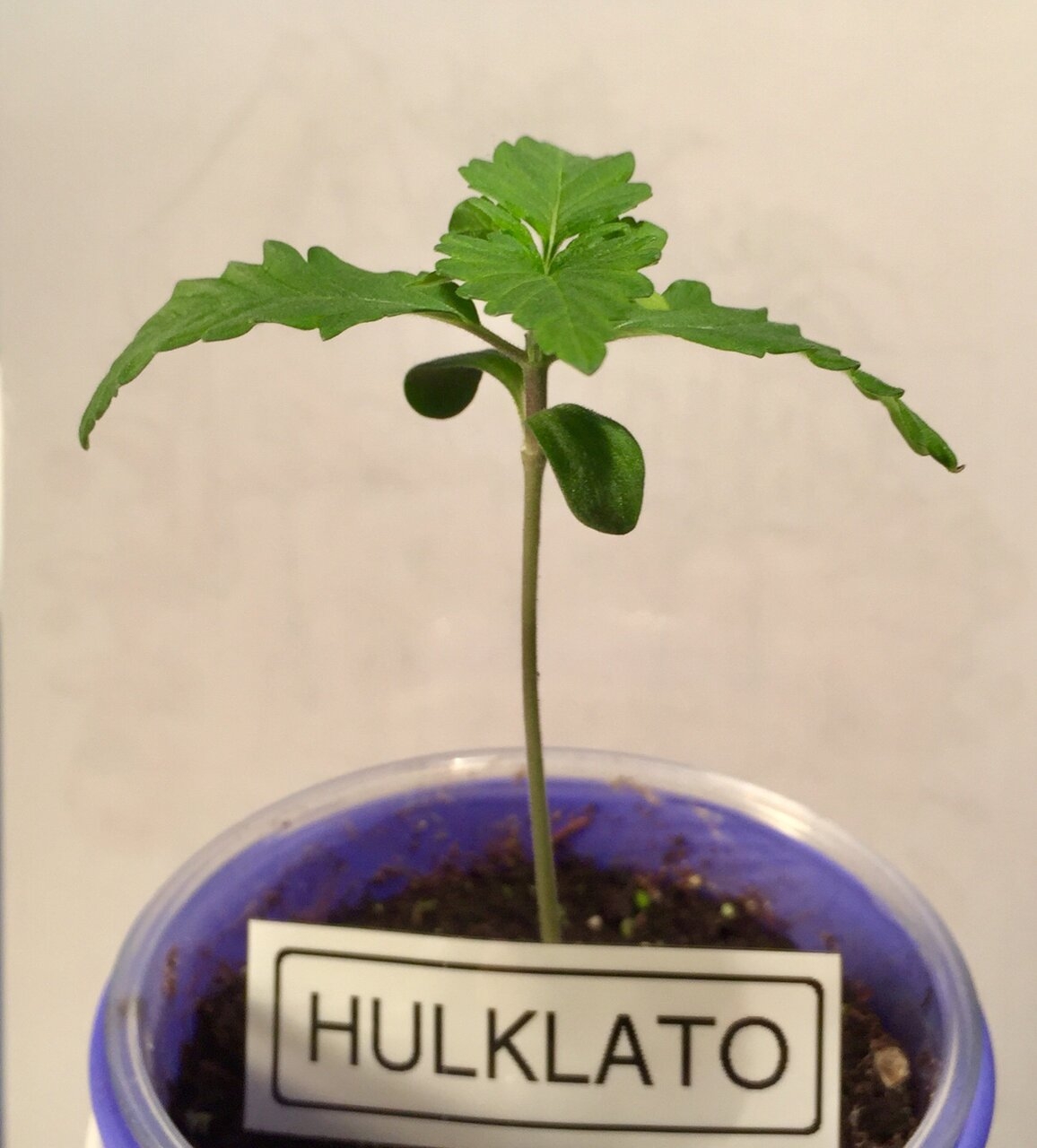 HulkLato