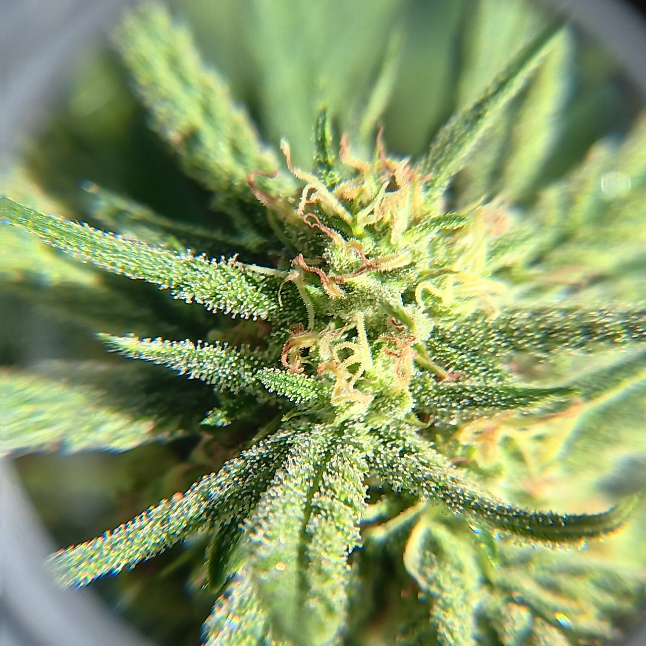 Humboldt dream bud magnified