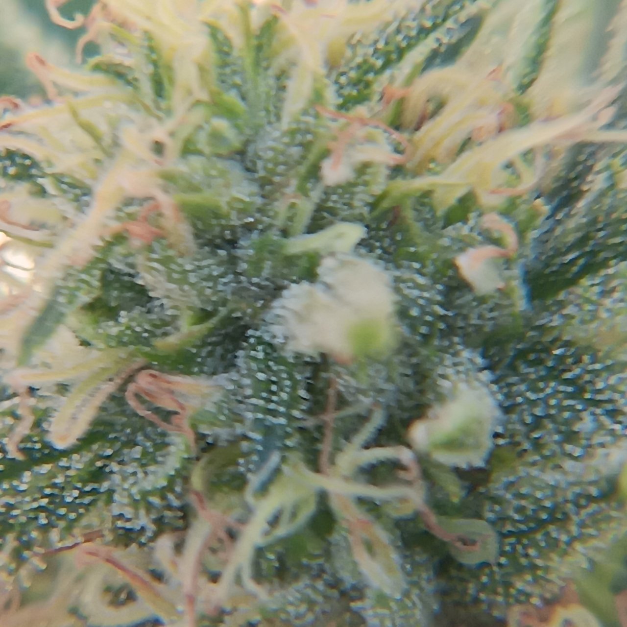 Humboldt dream bud x4 magnification