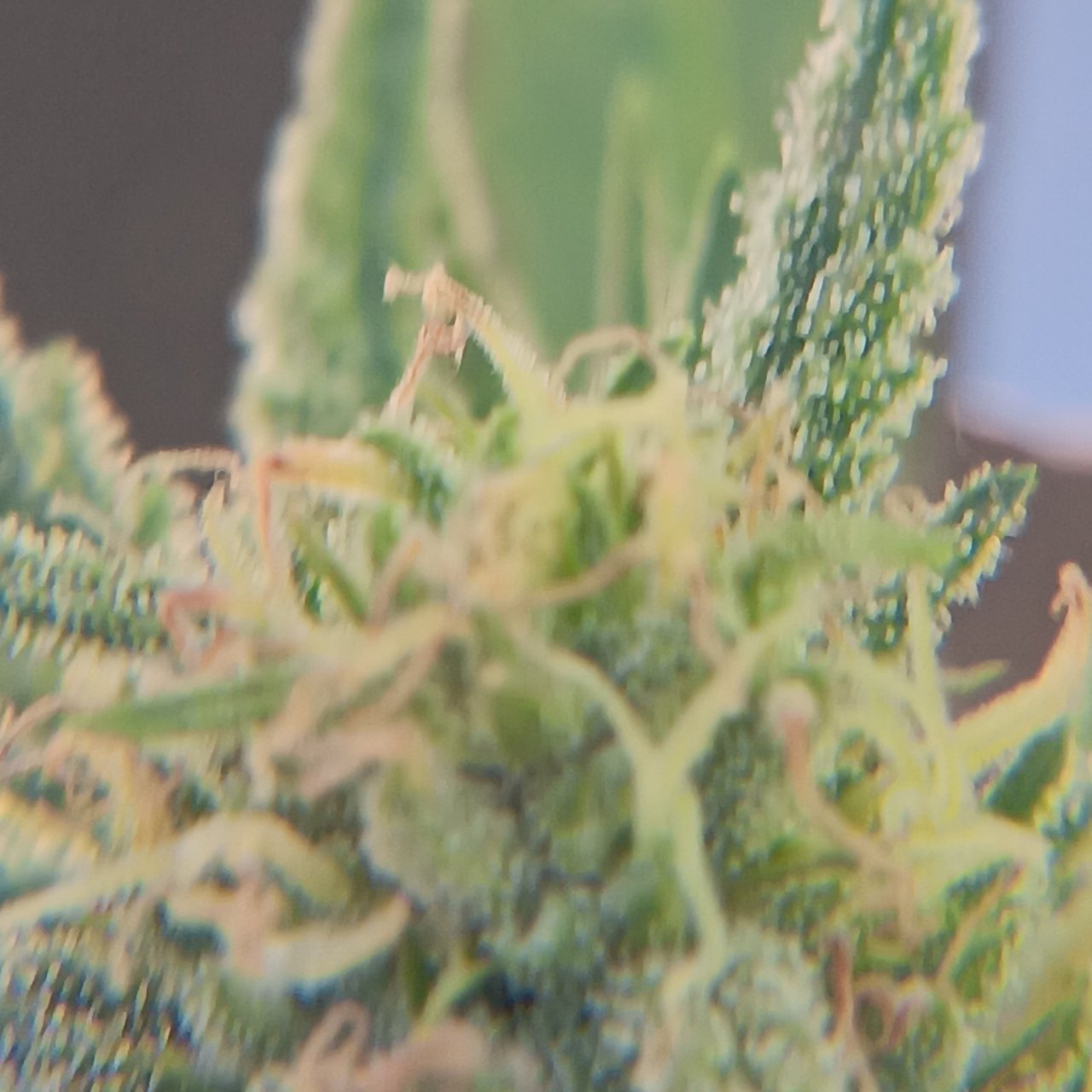 Humboldt dream bud x4 magnification