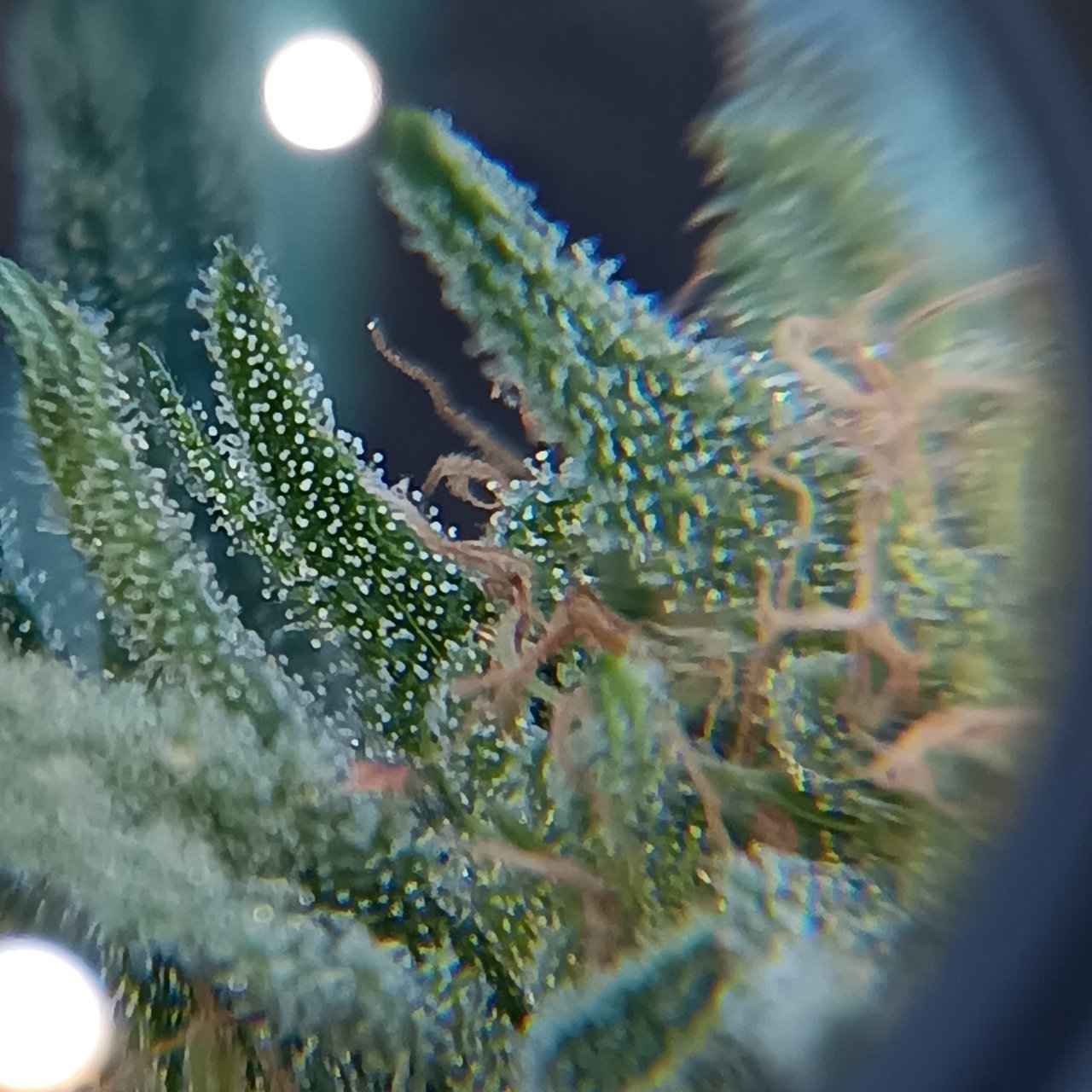 Humboldt dream trichome check